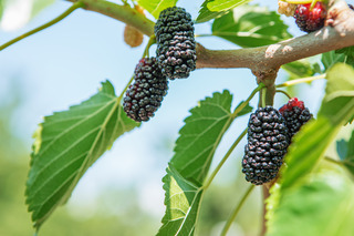 iStock-802635856.jpg